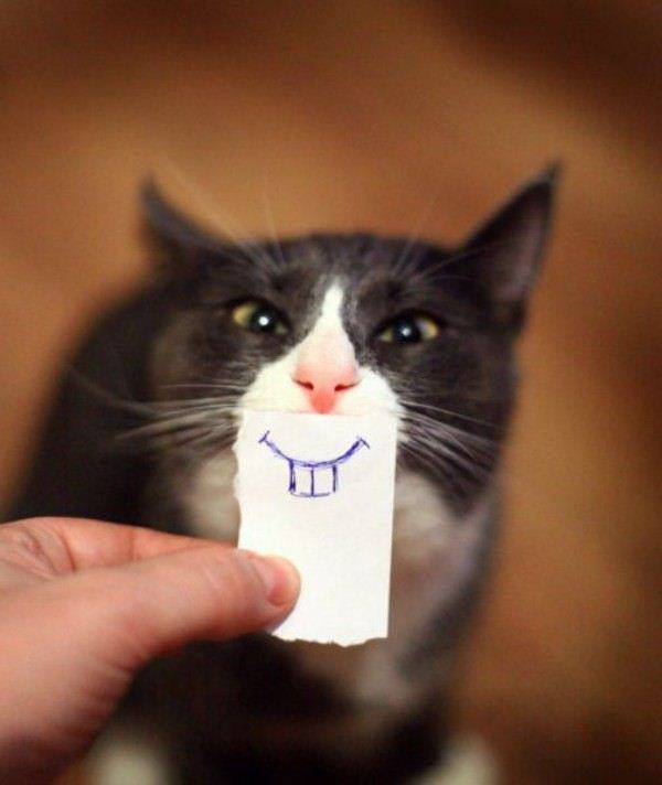funny_cat_face515